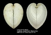 Lunulicardia retusa